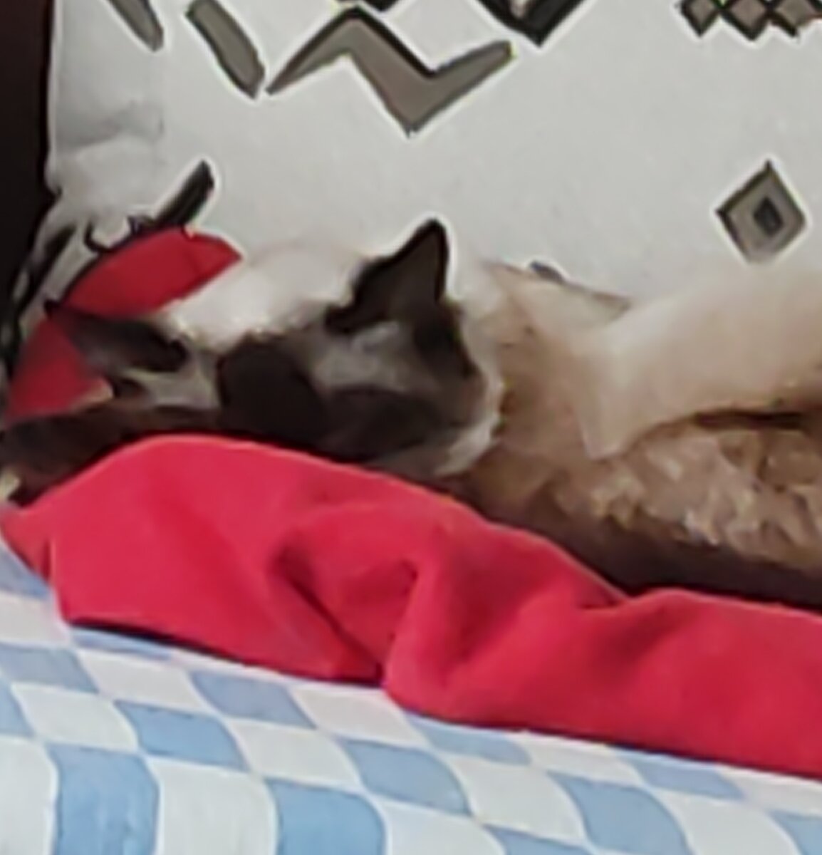 Это она сама устала и уснула ❤