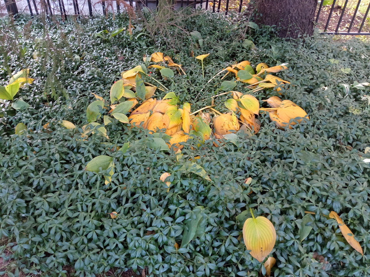 Листья пожелтели и легли. Можно приступать к обрезке. 