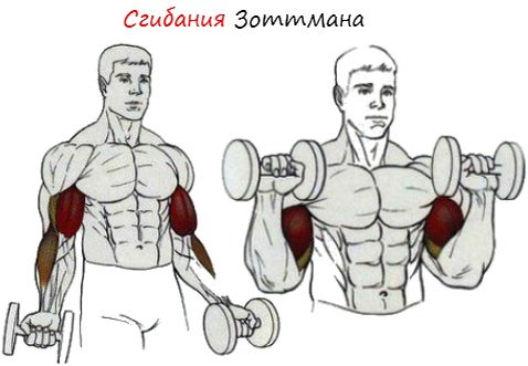 Сгибания Зоттмана