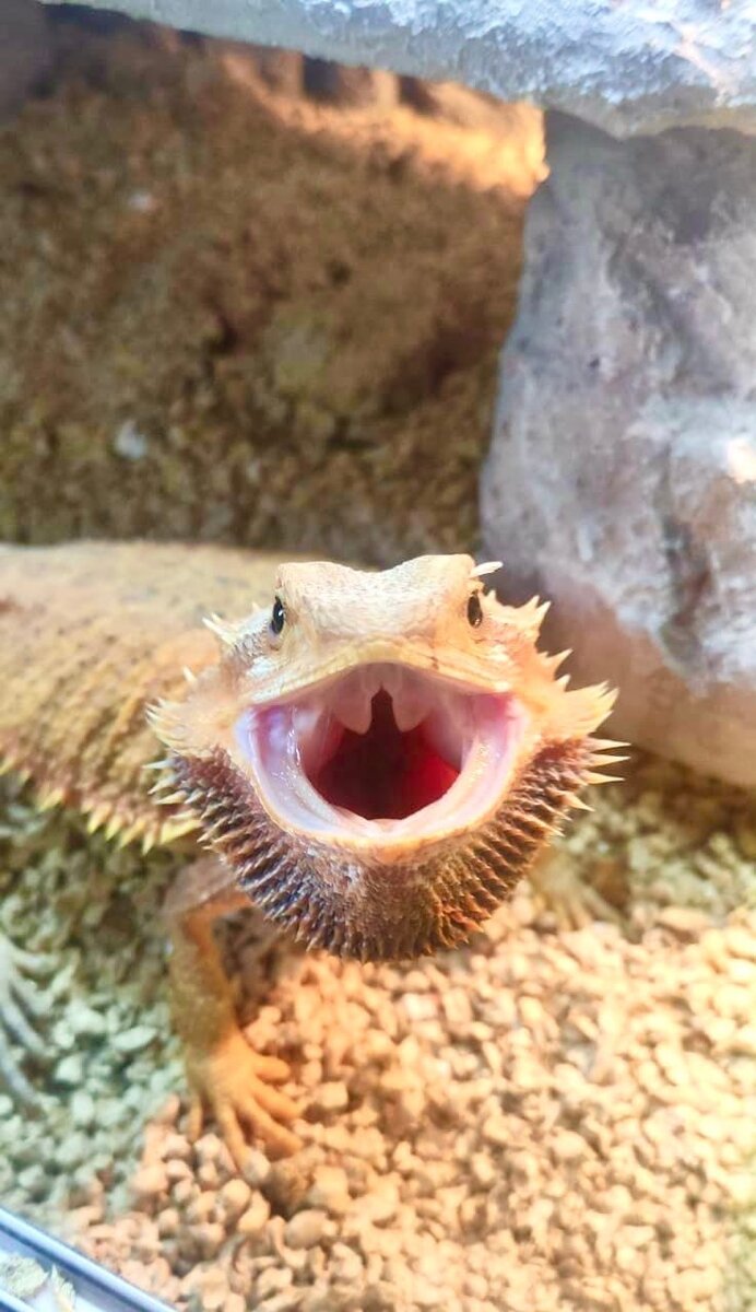 Pogona Vitticepes