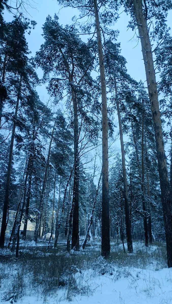Вот они, красавцы лесные.