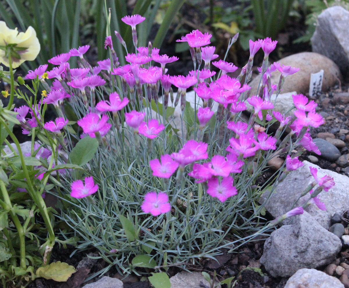 Гвоздика серовато-голубая (Dianthus gratianopolitanus