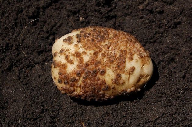 парша картофеля