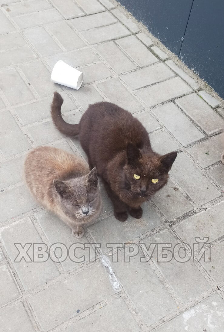 Вот такое кошачье семейство, пушистый серый малыш в кадр не попал.