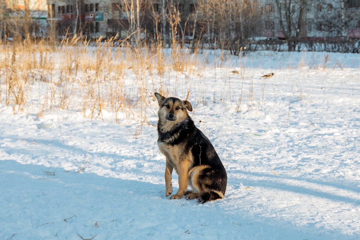    Зоозащитники сообщили об орудующем в Лянторе живодере