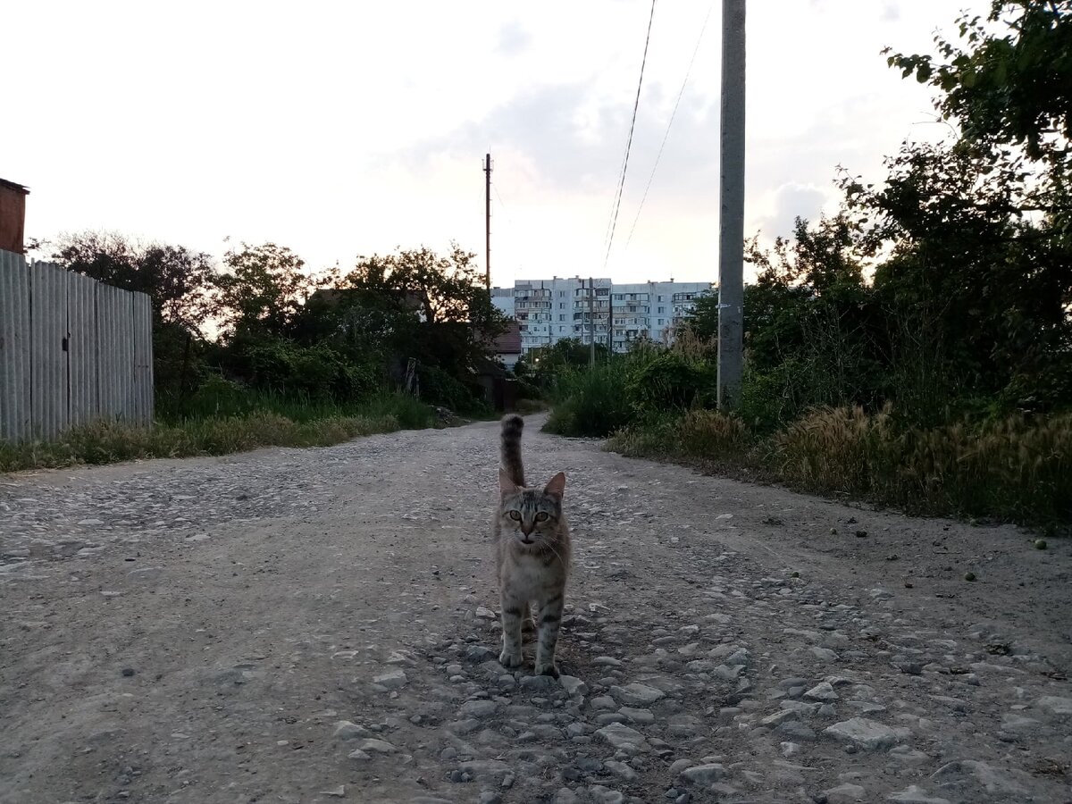 Эту красоту я встречаю каждый вечер на дороге между дачами и городом.