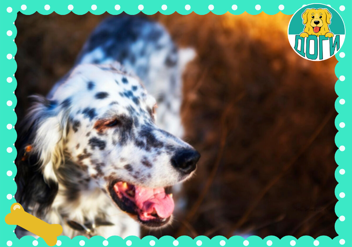 Сеттер на природе. Фото в свободном доступе