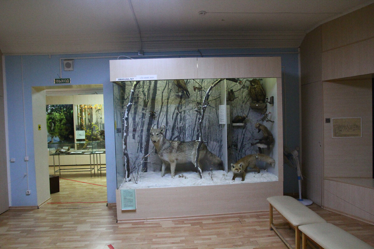 Чучела волка и лисички.Тоже "жители" нашего края.