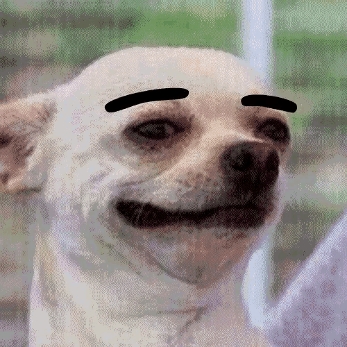 https://tenor.com/view/dog-eyebrow-funny-eyebrow-raise-gif-13185653