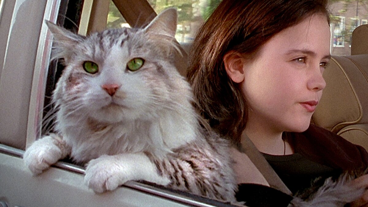 Кадр из фильма «Этот ужасный кот» (1997)