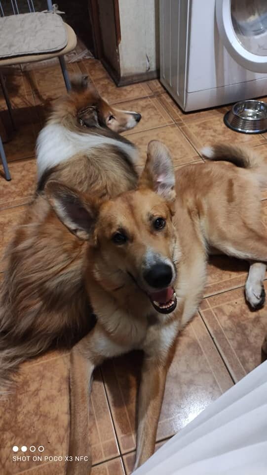 Гектор смотрит на мою подругу, которая пьет чай в надежде получить кусок