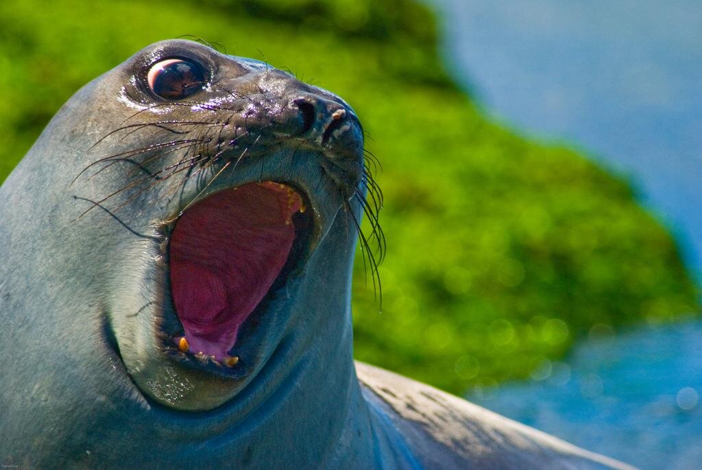 Я ДАМОЙЙЙЙЙЙ. Фото не моё взяла из интернета