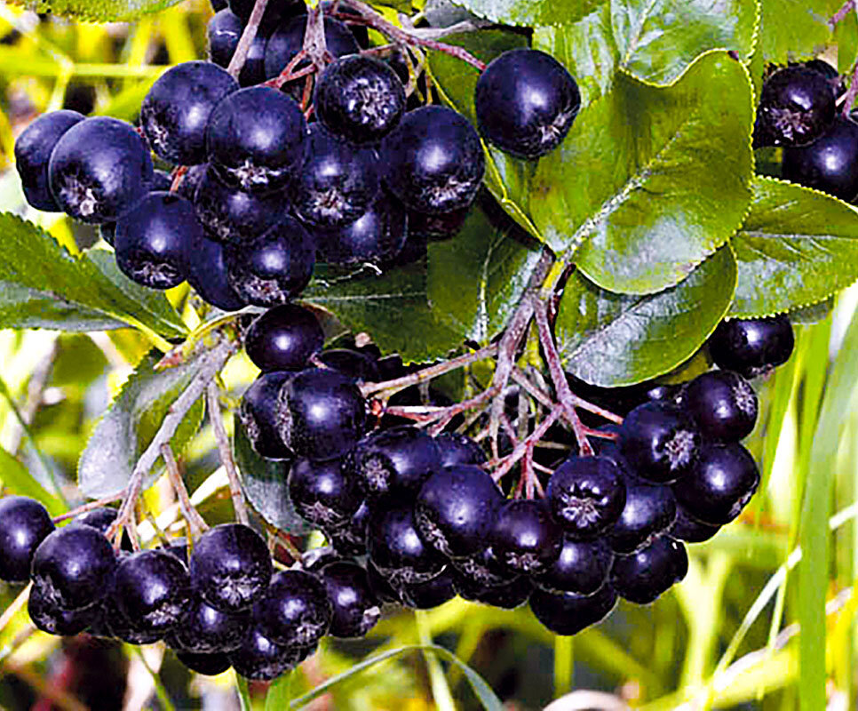 Картинка из открытого источника в сети 