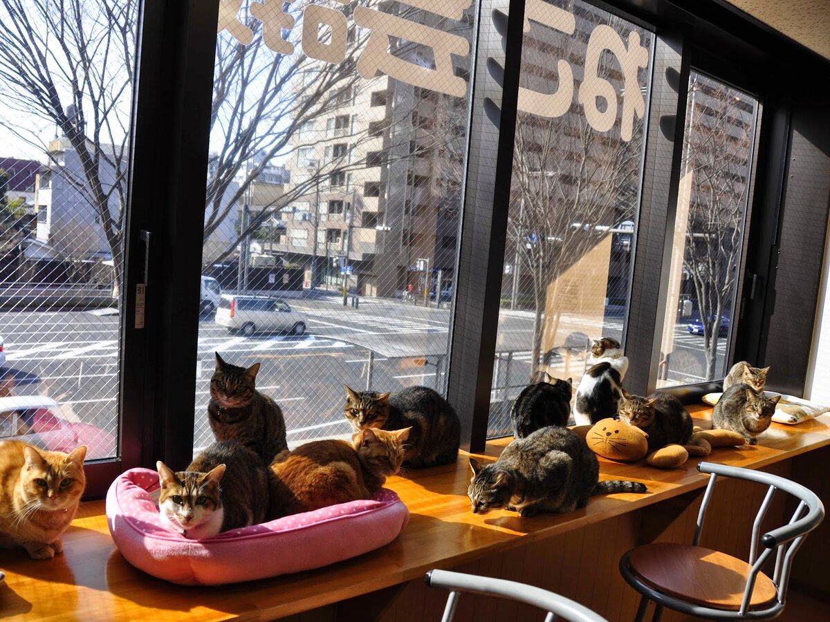 Источник: http://4.bp.blogspot.com/-ZVheUXp9a84/U0_8ZxLiyDI/AAAAAAAAD90/A_ppnSxOGgw/s1600/cat-cafe-09.jpg