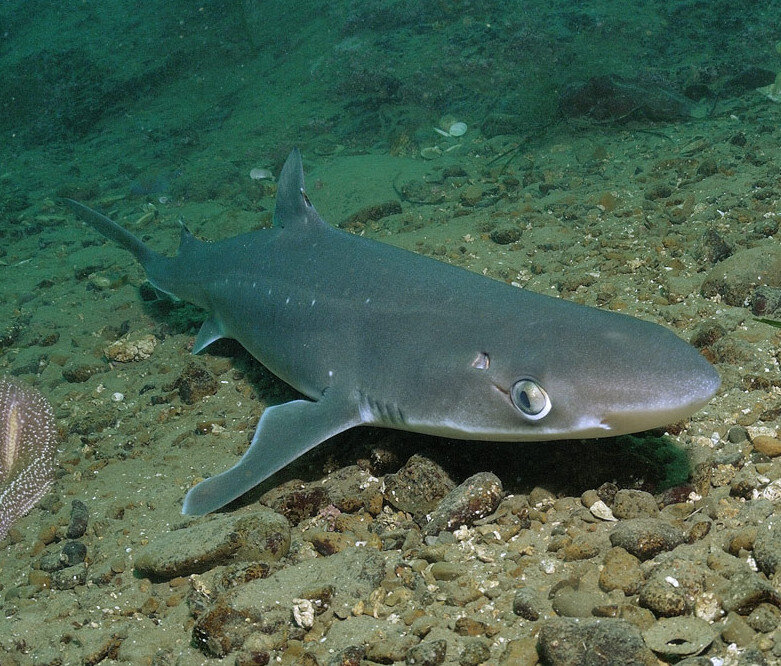 Акулы азовского моря фото с названиями