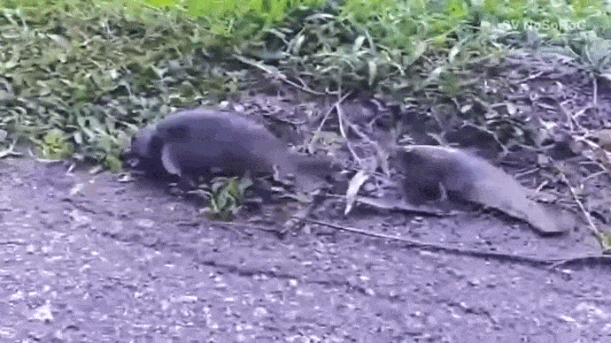 Ползущий по суше анабас