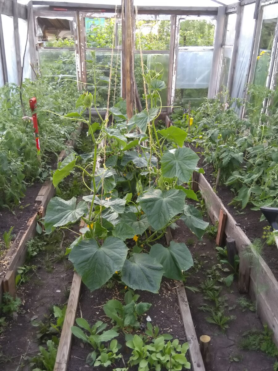 Фото автора. Мощные растения огурцов в июне.