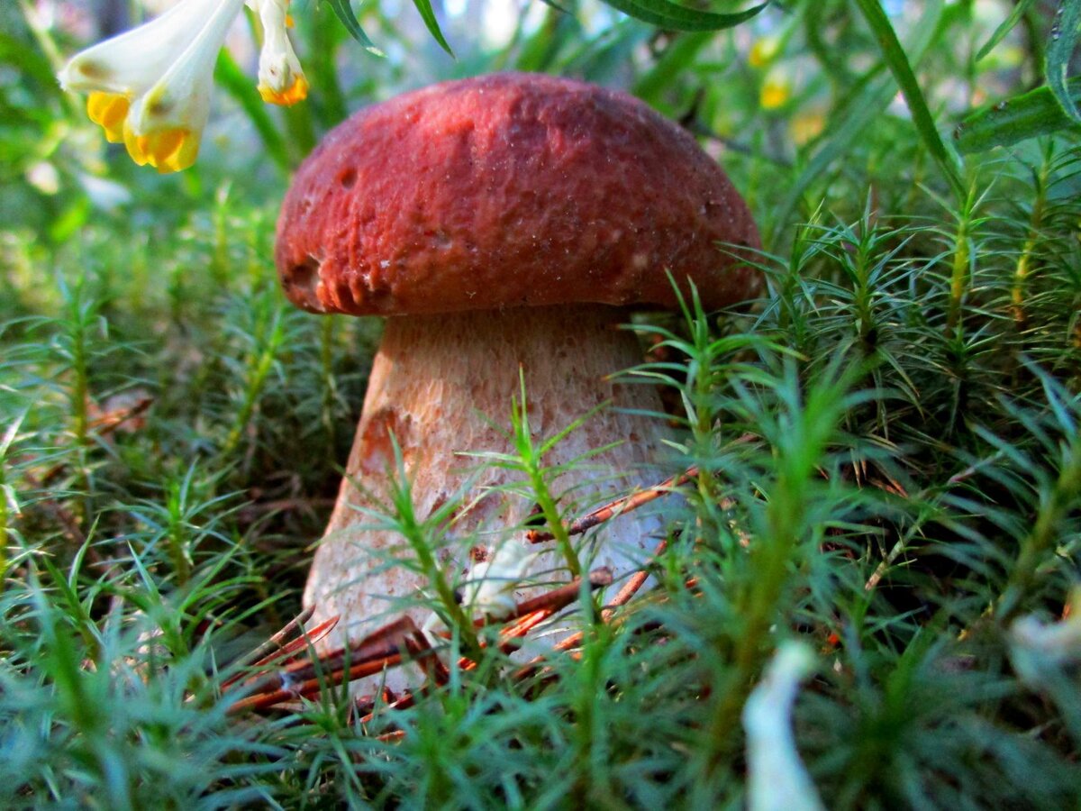 В КАМУФЛЯЖЕ...Фото автора