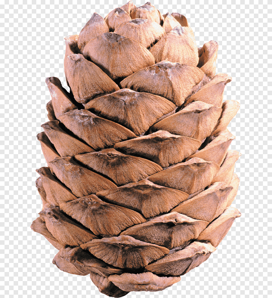 Картинка взята с сайта https://www.pngegg.com/ru/png-snaqz