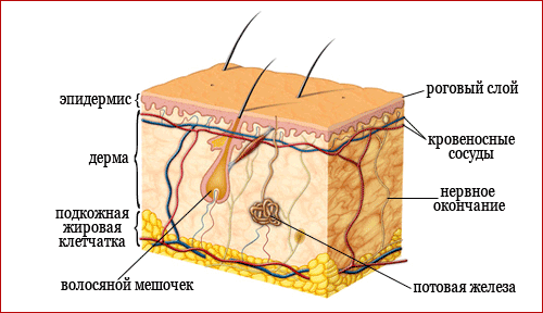 Структура кожи