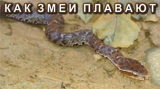 Цветок и змея