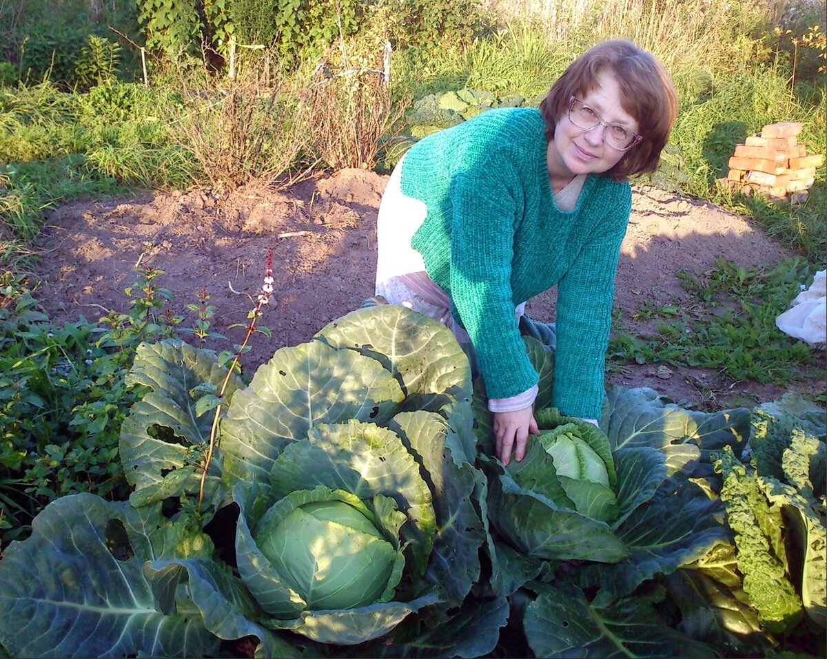Капуста белокочанная "Белорусская 455". Показываю результат выращивания ...