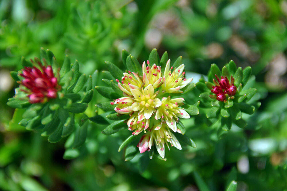 Фото для статьи предоставил фотоархив Национального парка «Сайлюгемский»