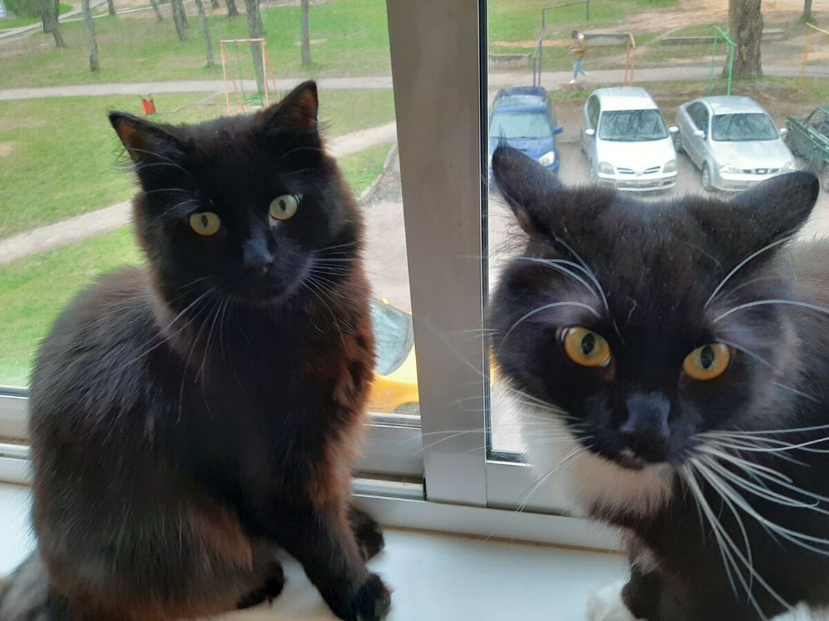 Наши коты, Ветер и Вечер :)