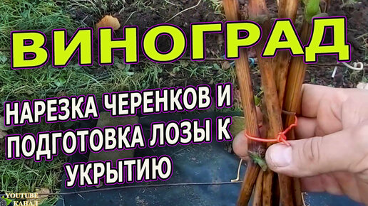 Download Video: Виноград подготовка к укрытию лозы и нарезка черенков. Как нарезать черенки винограда осенью. Виноградарство.