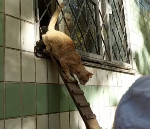 Вот так триножка выходит из квартиры бабули