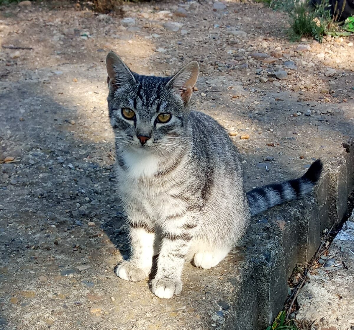 Мама кошка, сама ещё недавно котёнок, привела деток. 