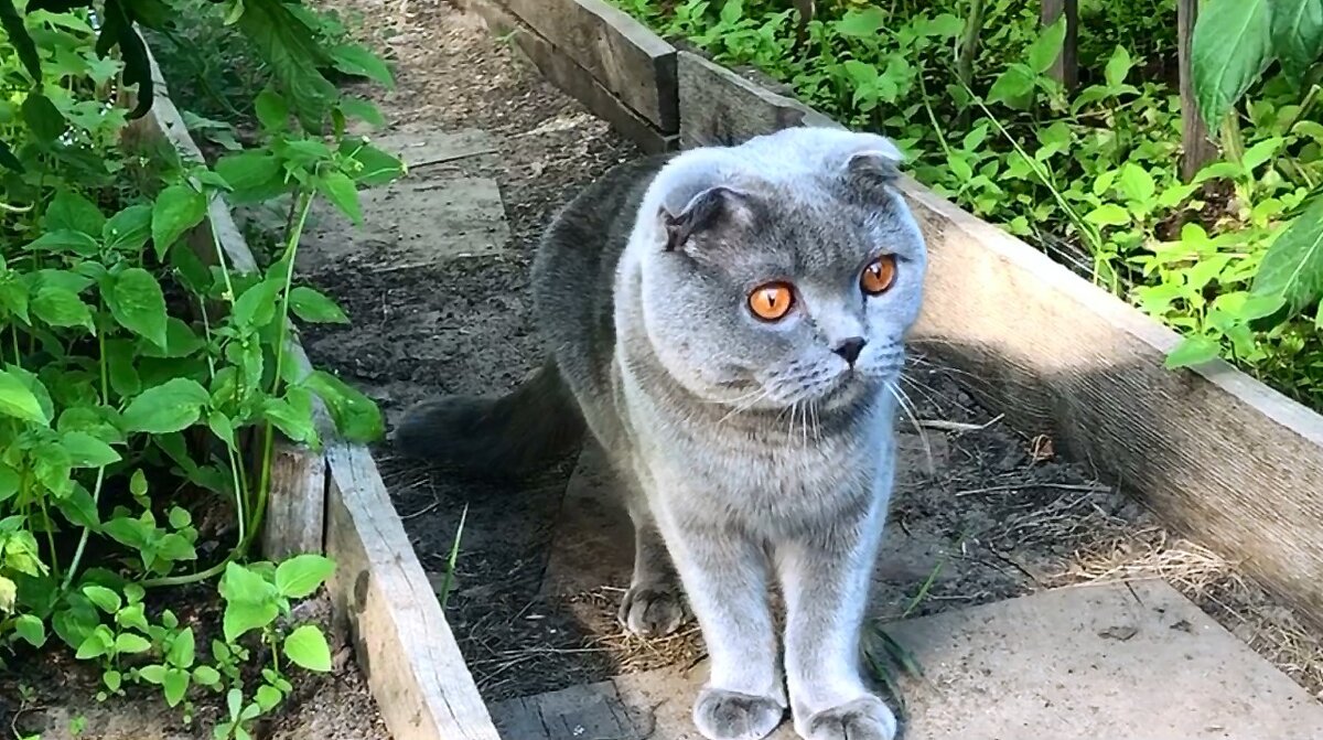Домашний кот должен гулять только под тщательным контролем. Мало ли что может его испугать