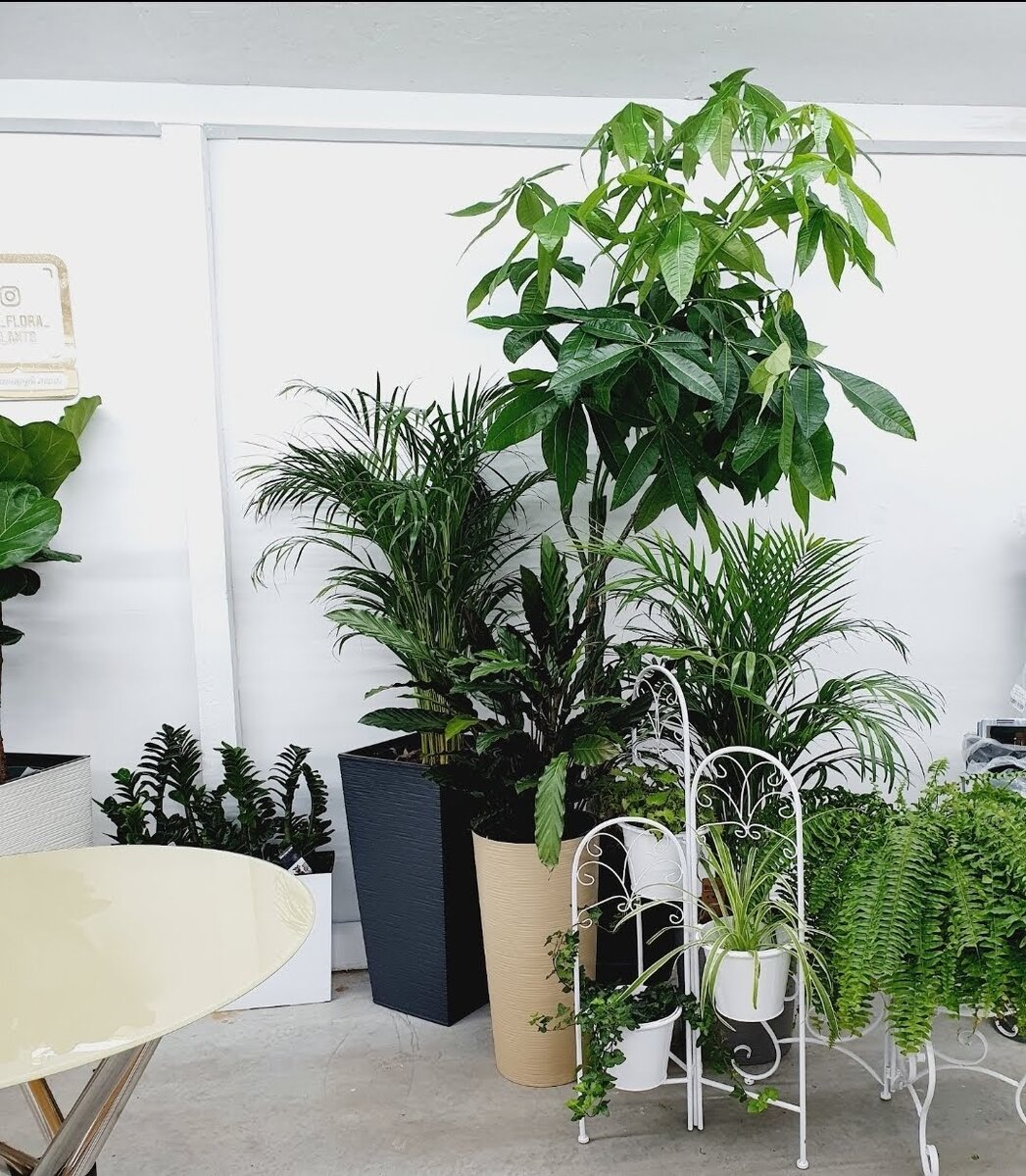 Фото: @neo_flora_plants