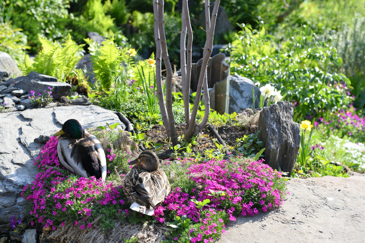 Городской сад облюбовали дикие утки