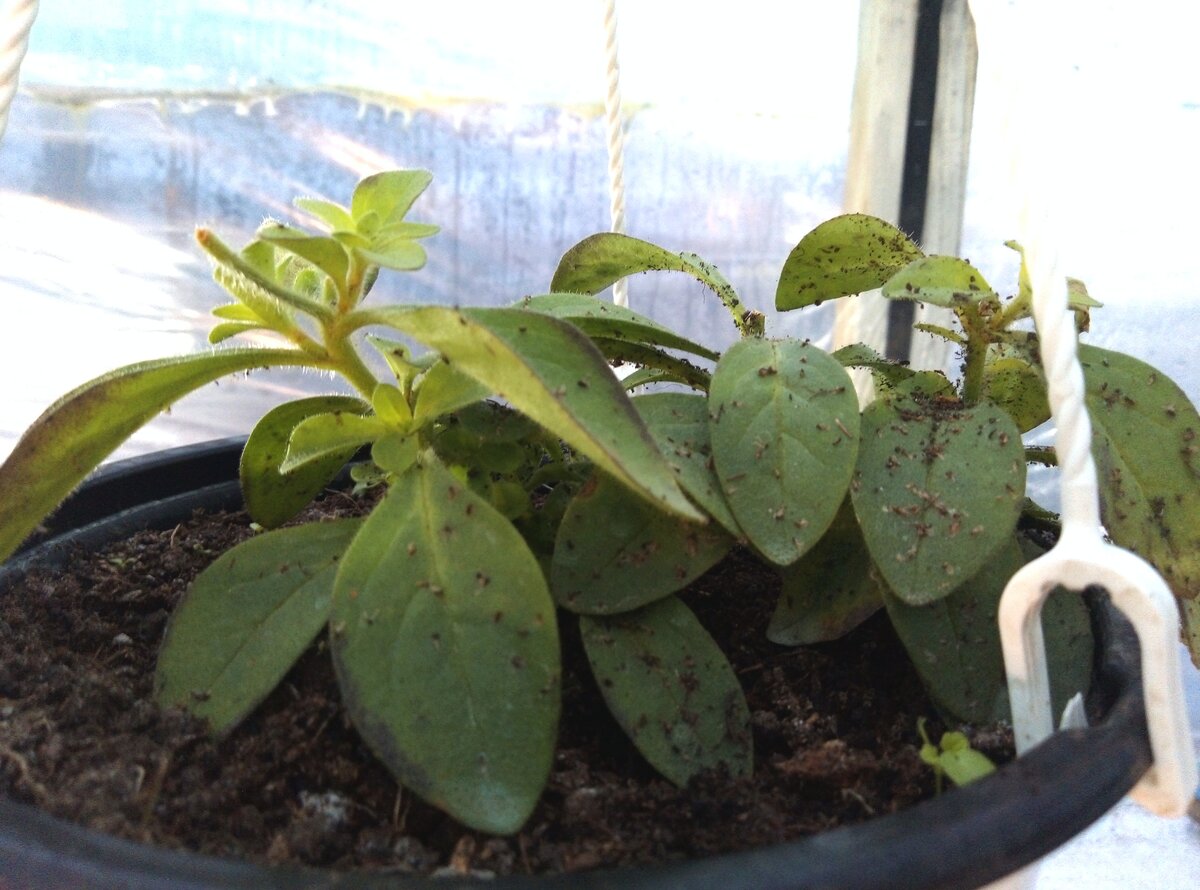 Облепиха)) ампельной петунии