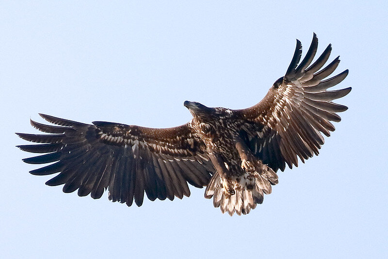 ОРЛАН-БЕЛОХВОСТ (Haliaeetus albicilla)