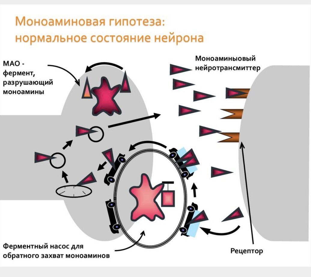 Какой фермент разрушает. Разрушение ферментов. Моноаминовые нейротрансмиттеры. Фермент разрушающий моноамины. Распад моноаминов.