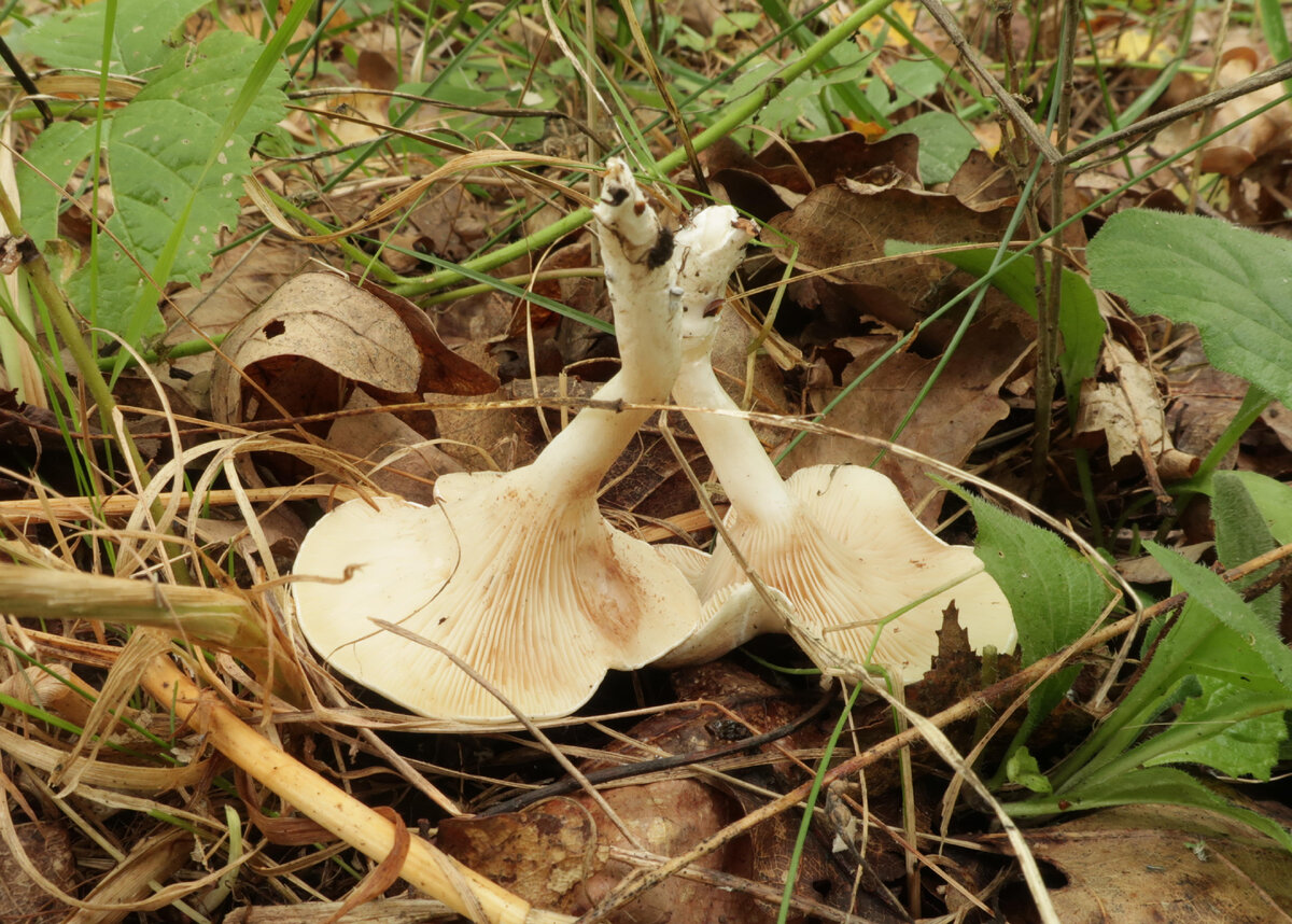 Подвишенник