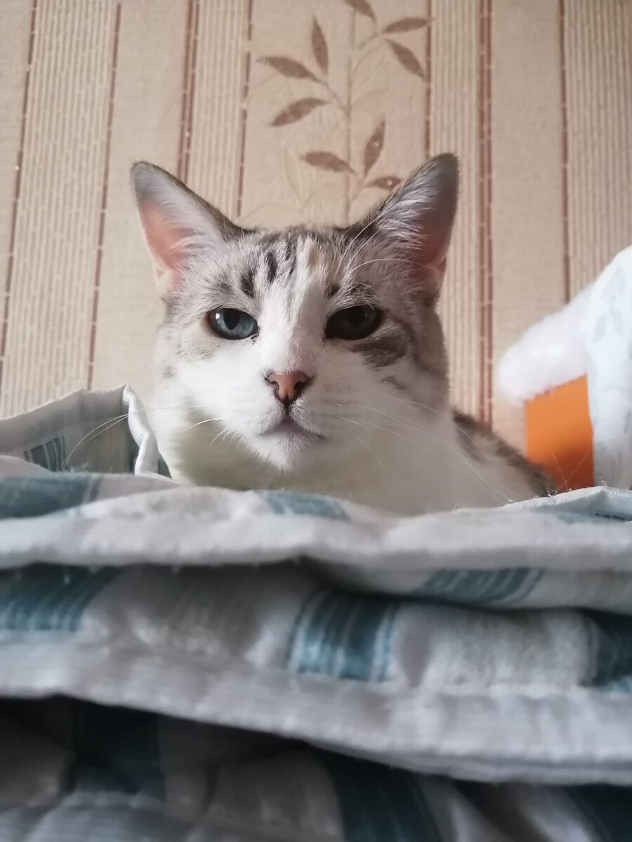 Фото из дома. Мальвина