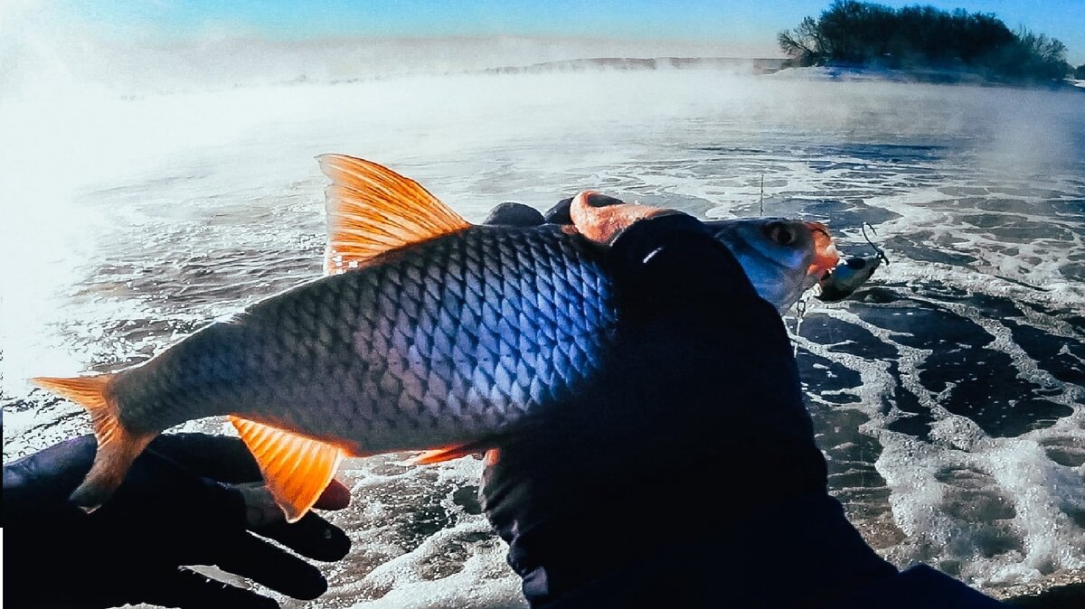 Всем привет. Продолжаю ездить на теплые сливы в поимки крупного весеннего язя.
Но язя так и не удалось поймать,. зато начала брать плотва на крэнки. Сразу вспоминаю лето, когда плотва очень активно ловиться на крэнки.
Думаю, в ближайшие время съездить на другое место и проверить активность язя.