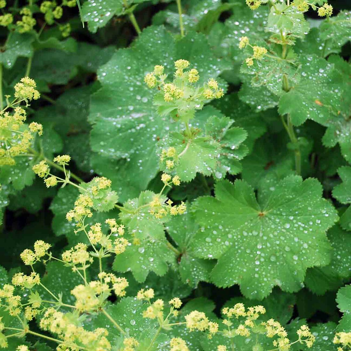 Манжетка Alchemilla erythropoda