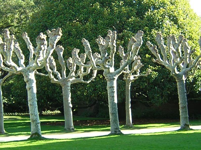 Tree london. Платан поллардинг. Поллардинг тополей. Поллардинг ивы. Стрижка деревьев поллардинг.