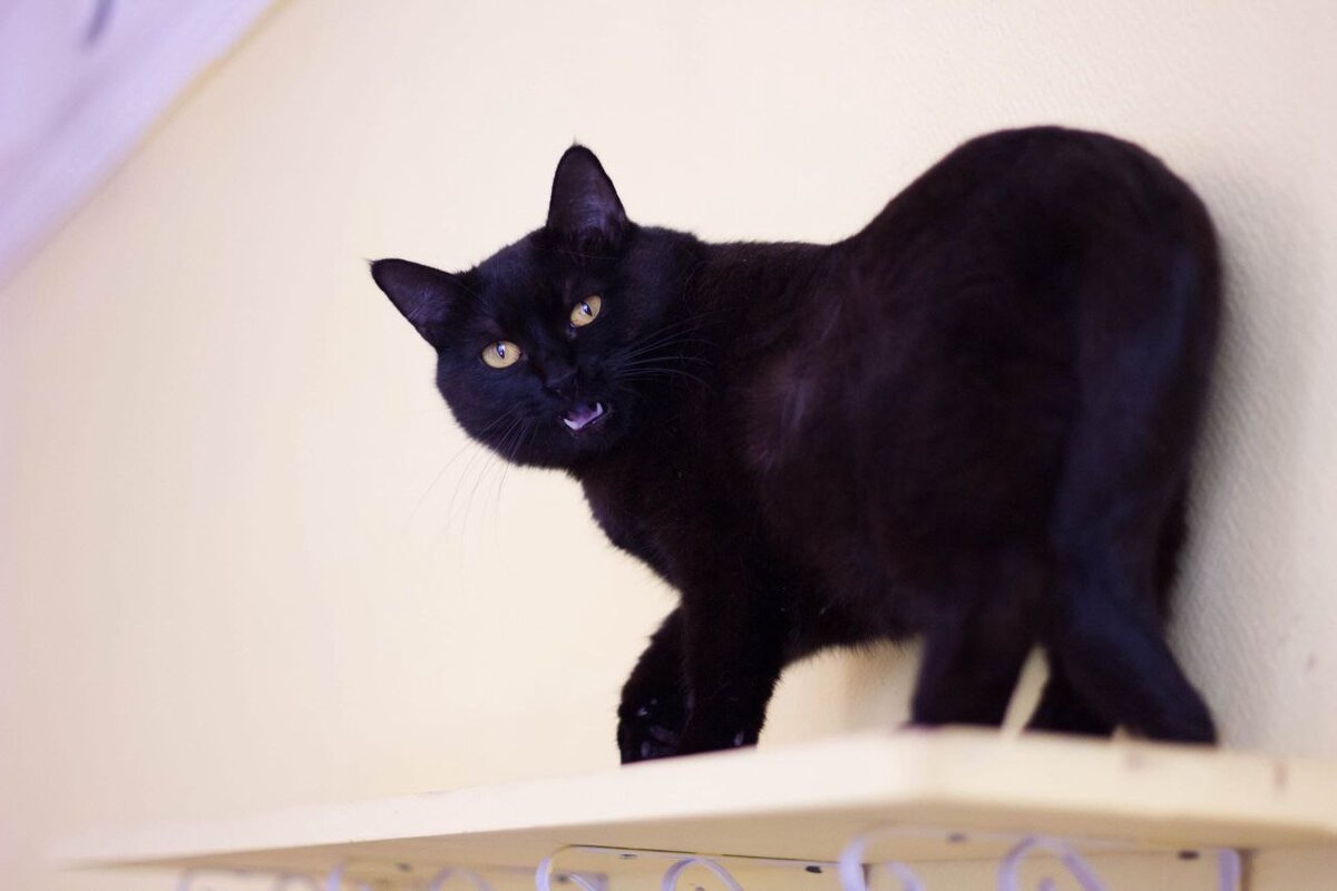 Котофей Африка. Живет в Котофейне на Маросейке, ищет дом.