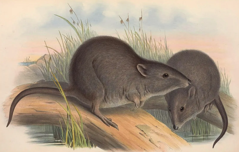 Широкоголовый кенгуру на рисунке