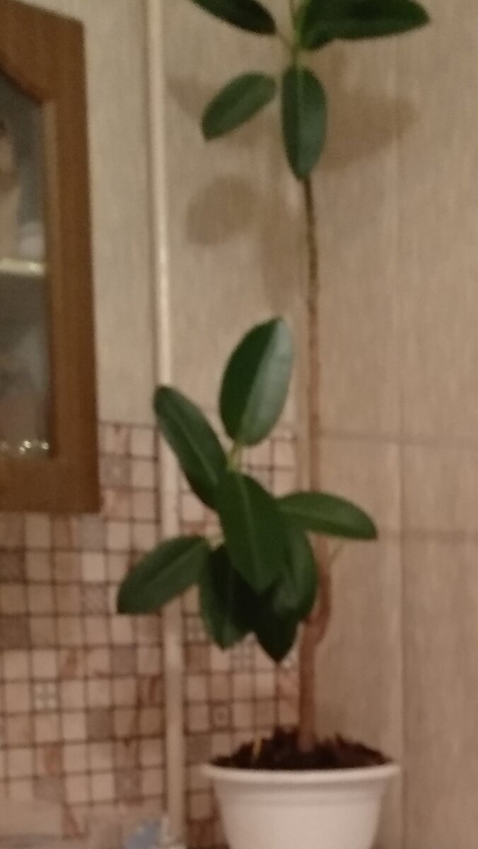 Фикус мой сбросил листья.