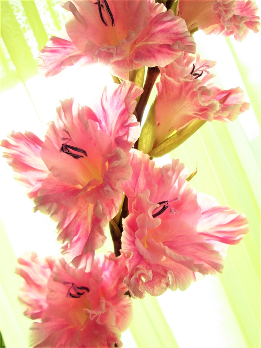 Гладиолусы тоже любят зелёные настои.