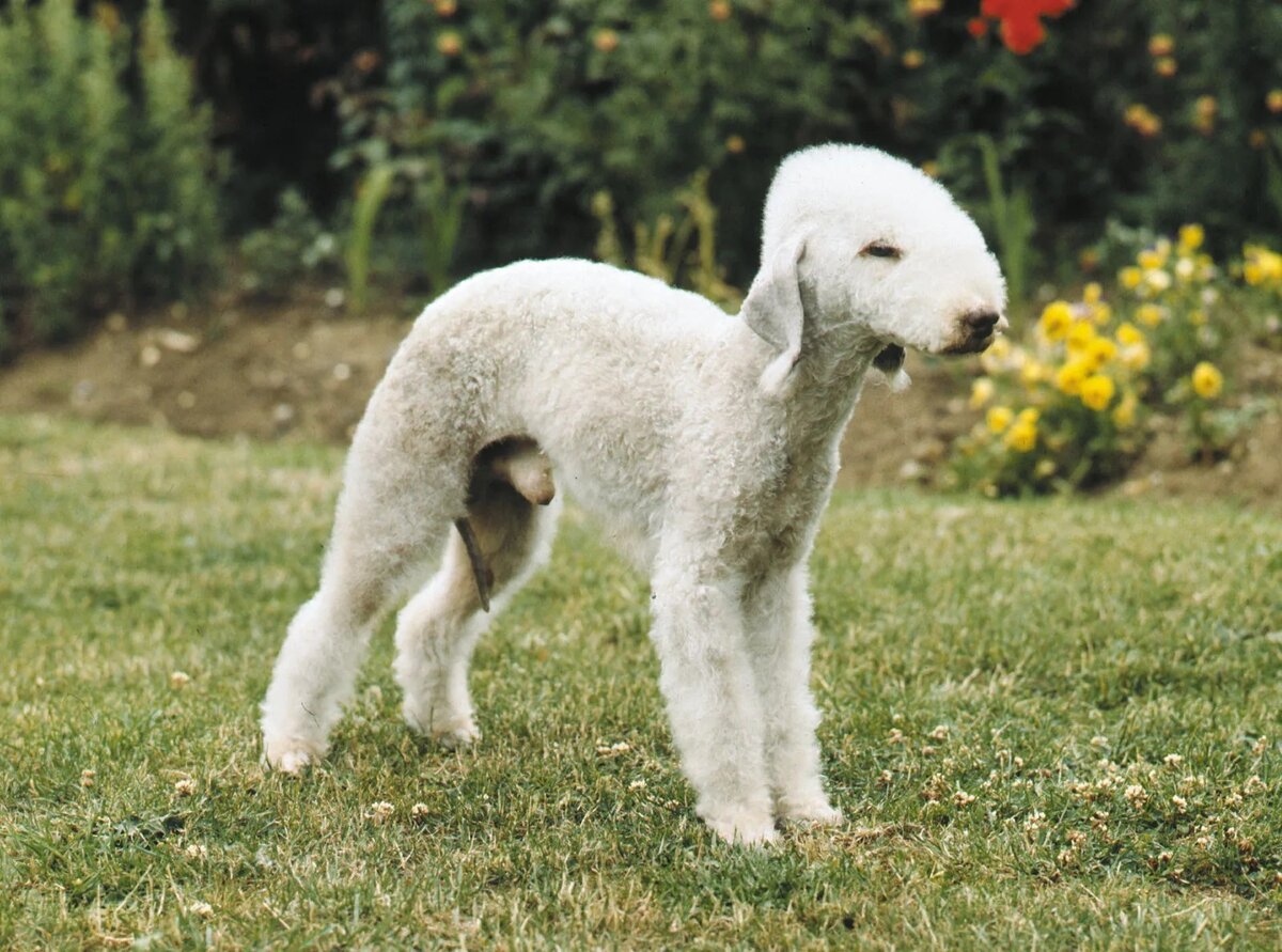 Описание породы