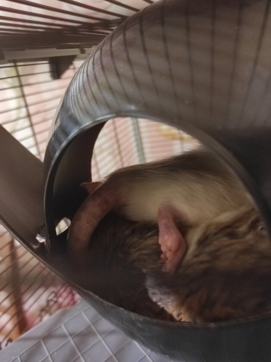 Одно ушко торчит 😄