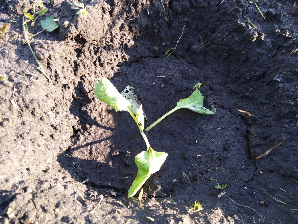 Рассада капусты