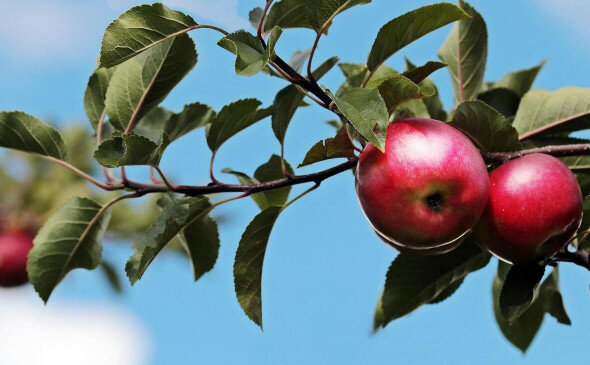 Фото: pixabay.com 